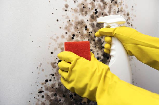 Best Toxic Mold Removal  in Mayer, AZ